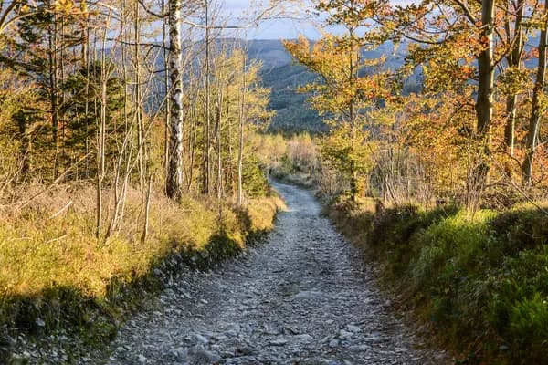 Bankhead National Forest trail overview