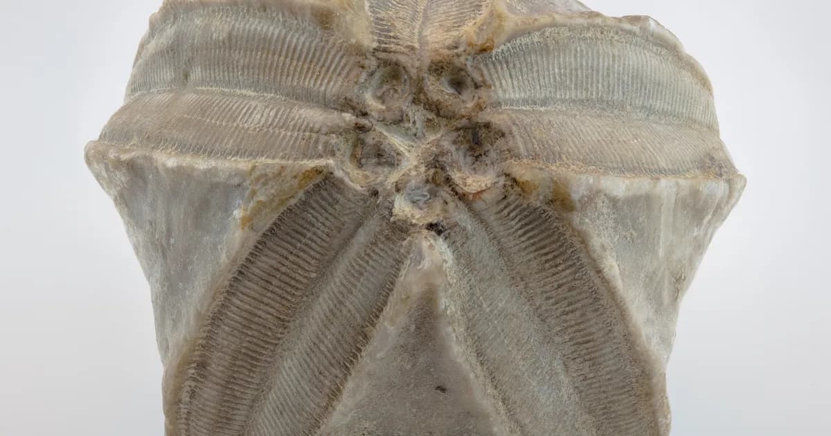 Illinois Trilobite fossil specimen
