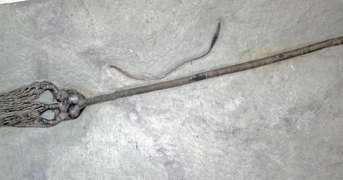 Indiana Trilobite fossil specimen
