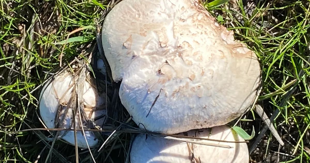 Meadow Mushroom (Agaricus campestris) in Pennsylvania habitat
