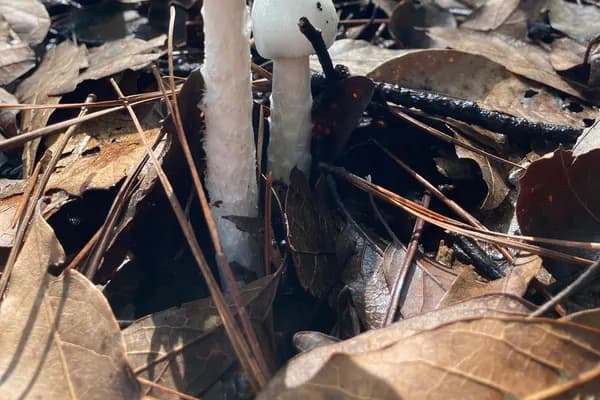 Eastern Destroying Angel (Amanita bisporigera) in Indiana habitat