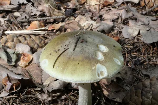 Death Cap (Amanita phalloides) in Pennsylvania habitat