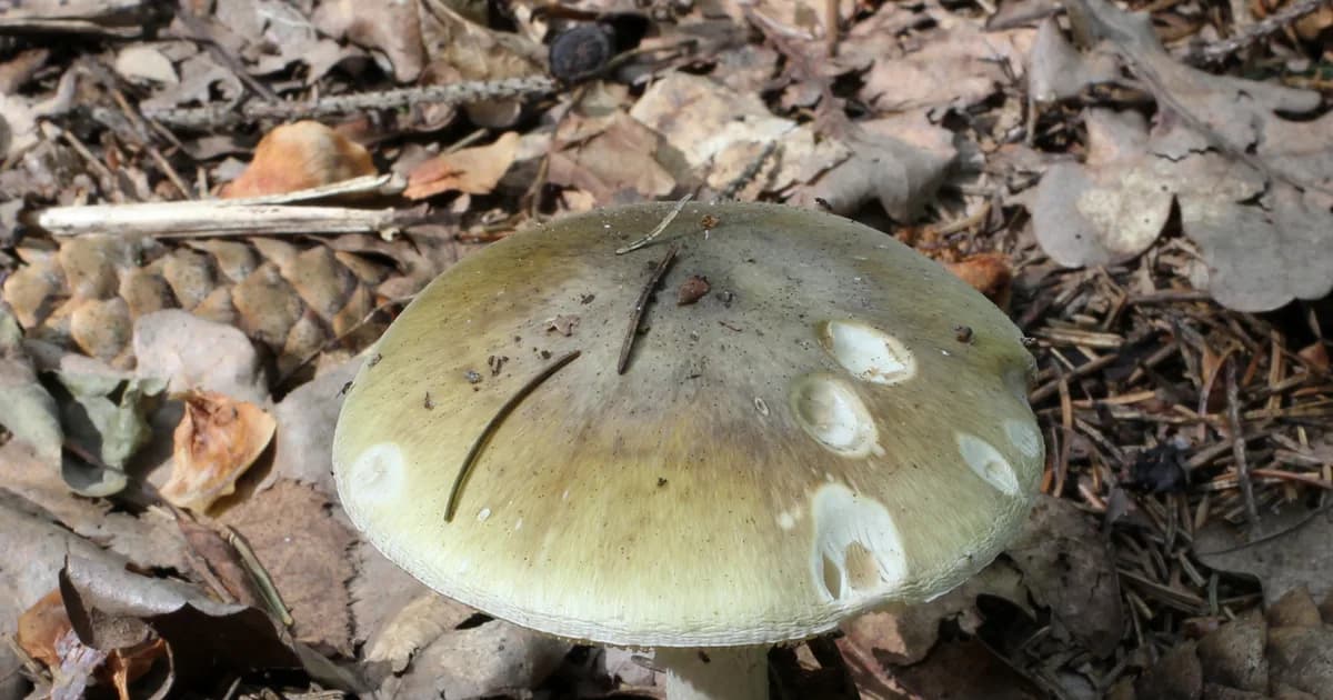 Death Cap (Amanita phalloides) in Pennsylvania habitat
