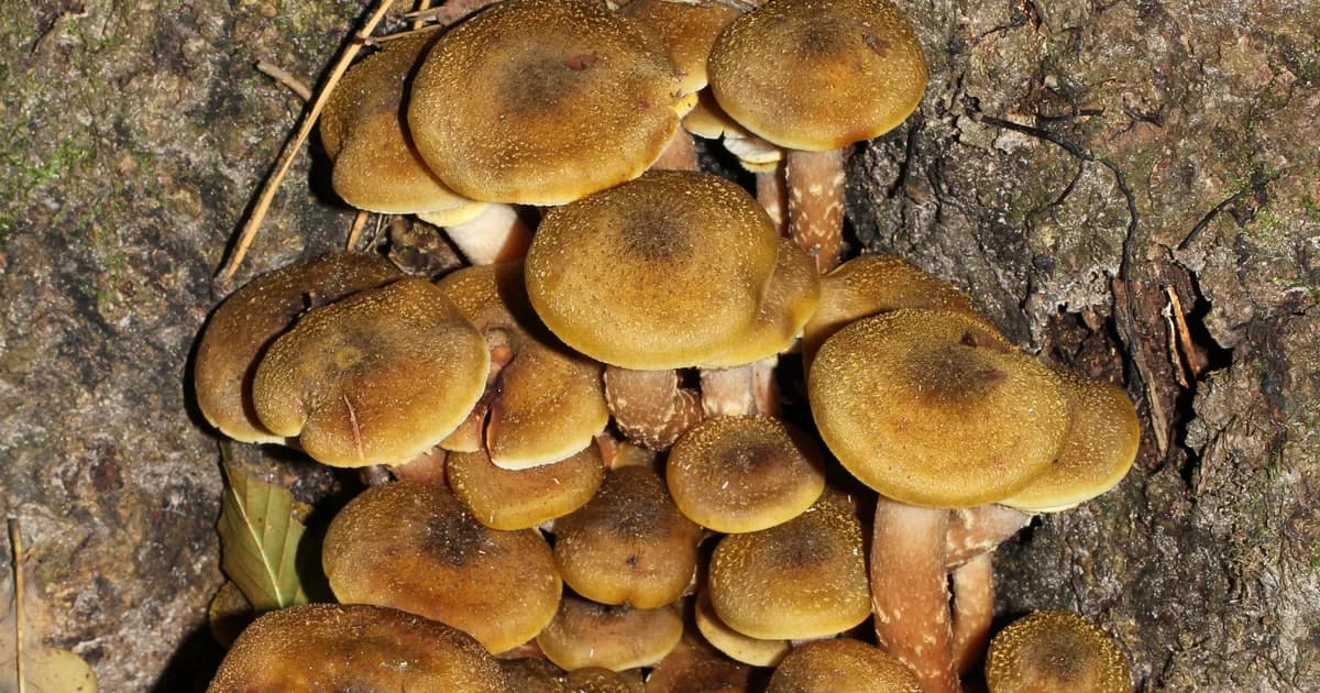 Honey Mushroom (Armillaria mellea) in Pennsylvania habitat