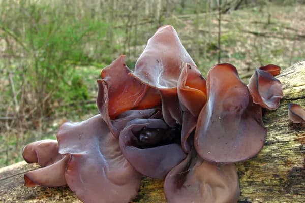 Wood Ear (Auricularia americana) in North Carolina habitat