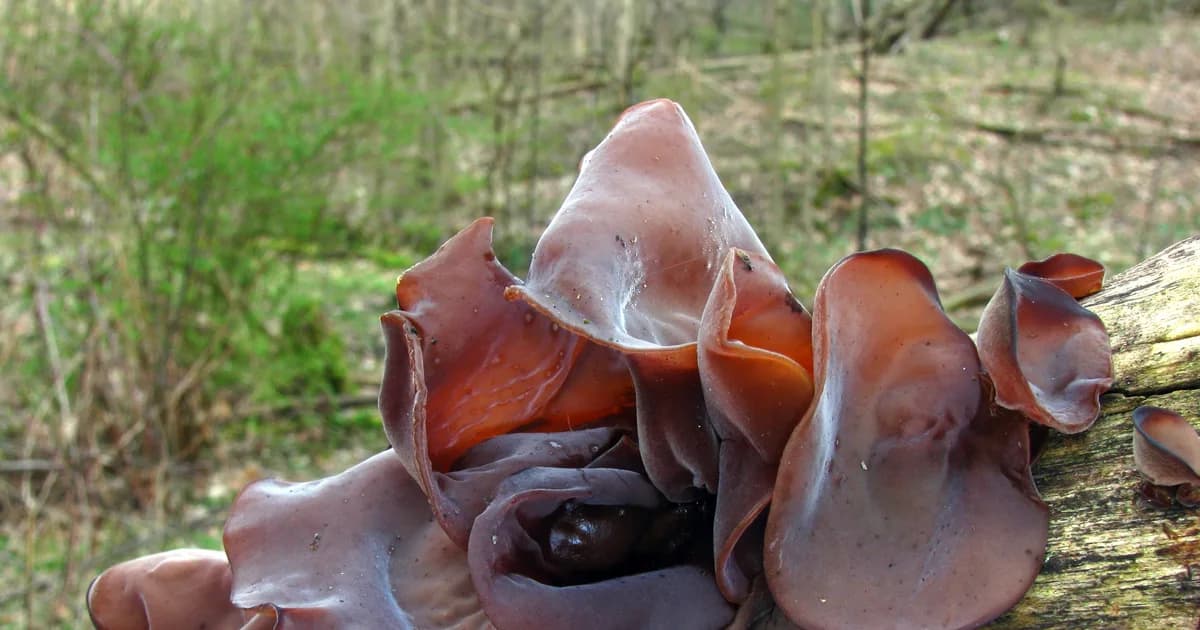 Wood Ear (Auricularia americana) in Kentucky habitat