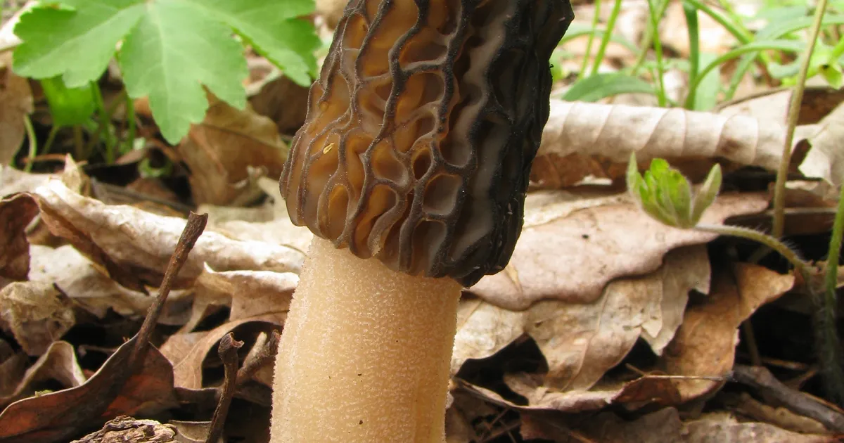 Black Morel (Morchella angusticeps) in Michigan habitat