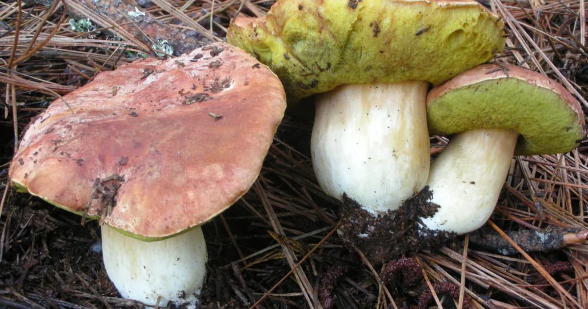 Spring King Bolete (Boletus rex-veris) in Idaho habitat