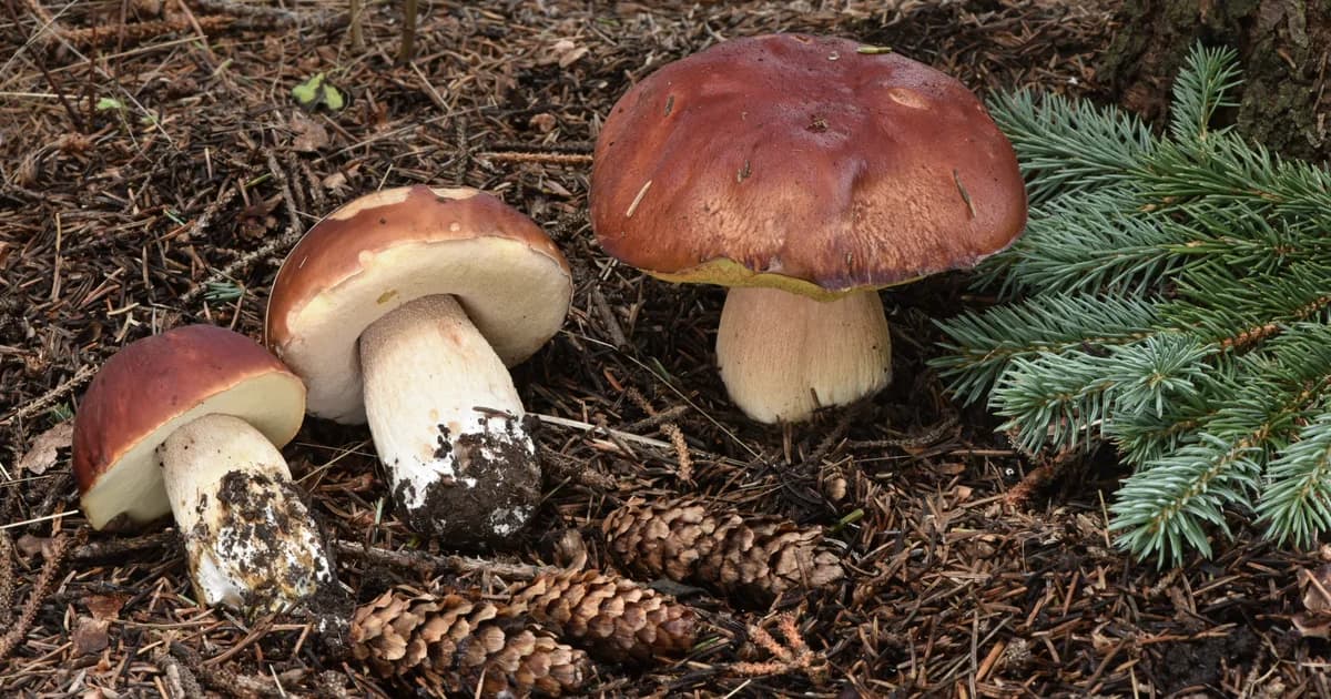 Rocky Mountain King Bolete (Boletus rubriceps) in Arizona habitat