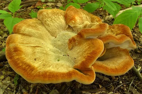 Berkeley's Polypore (Bondarzewia berkeleyi) in Pennsylvania habitat