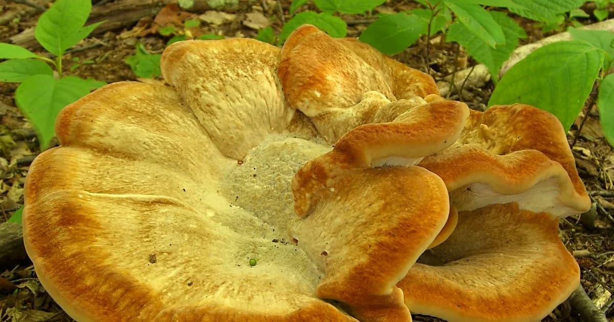 Berkeley's Polypore (Bondarzewia berkeleyi) in Pennsylvania habitat