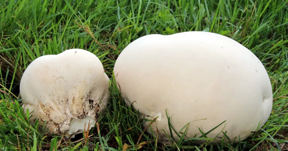 Giant Puffball (Calvatia gigantea) in Pennsylvania habitat