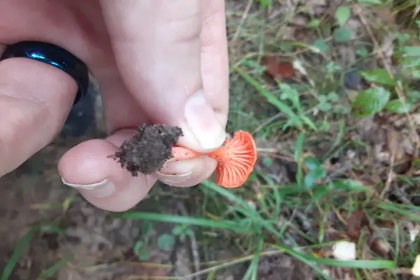 Cinnabar Chanterelle (Cantharellus cinnabarinus) in Pennsylvania habitat