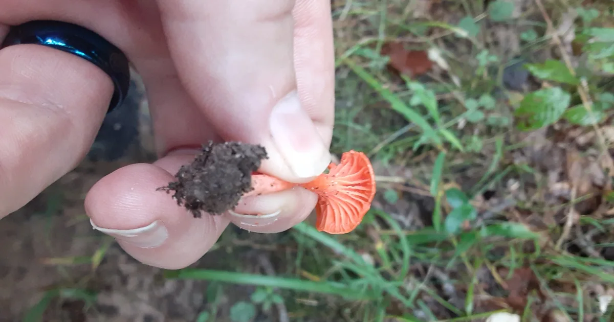 Cinnabar Chanterelle (Cantharellus cinnabarinus) in Pennsylvania habitat