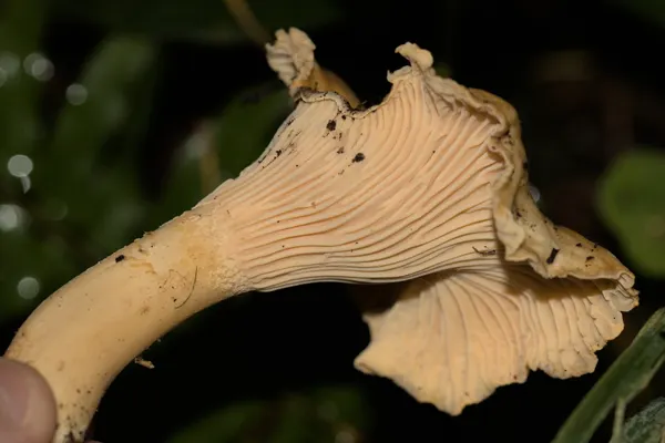 Pacific Golden Chanterelle (Cantharellus formosus) in California habitat