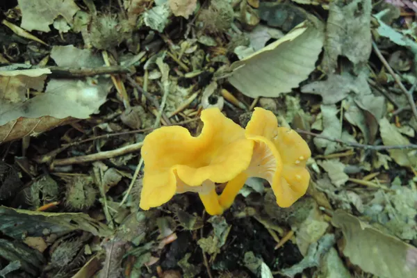 Flame Chanterelle (Cantharellus ignicolor) in Pennsylvania habitat