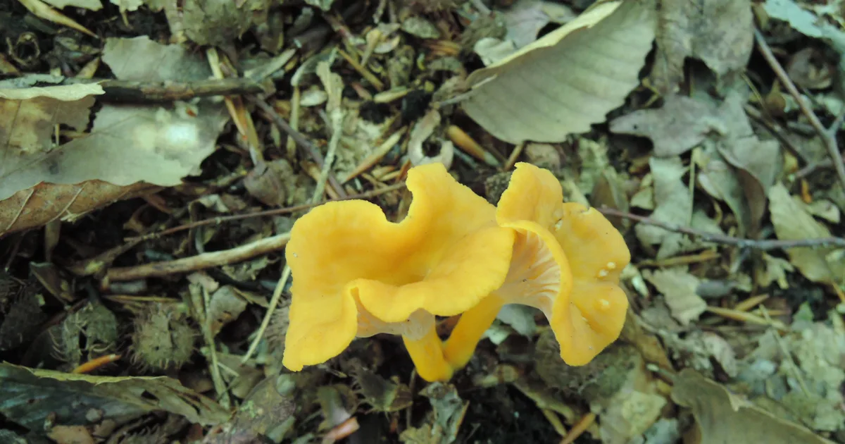Flame Chanterelle (Cantharellus ignicolor) in Pennsylvania habitat