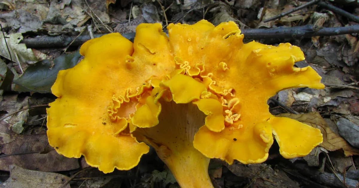 Smooth Chanterelle (Cantharellus lateritius) in Arkansas habitat