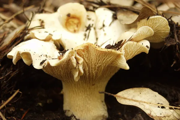 White Chanterelle (Cantharellus subalbidus) in California habitat