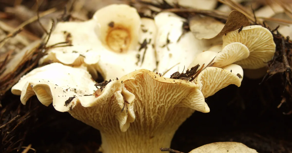 White Chanterelle (Cantharellus subalbidus) in California habitat
