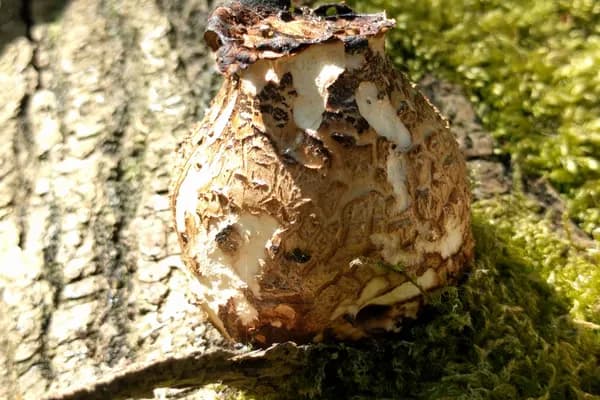 Dryad's Saddle (Cerioporus squamosus) in North Carolina habitat