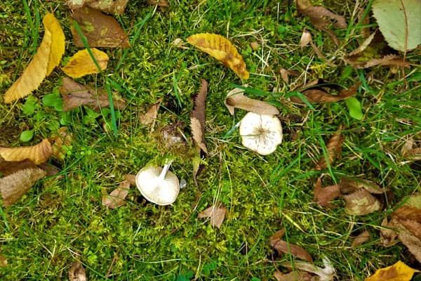 Ivory Funnel (Clitocybe dealbata) in Kentucky habitat