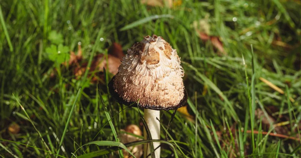 Shaggy Mane (Coprinus comatus) in Pennsylvania habitat