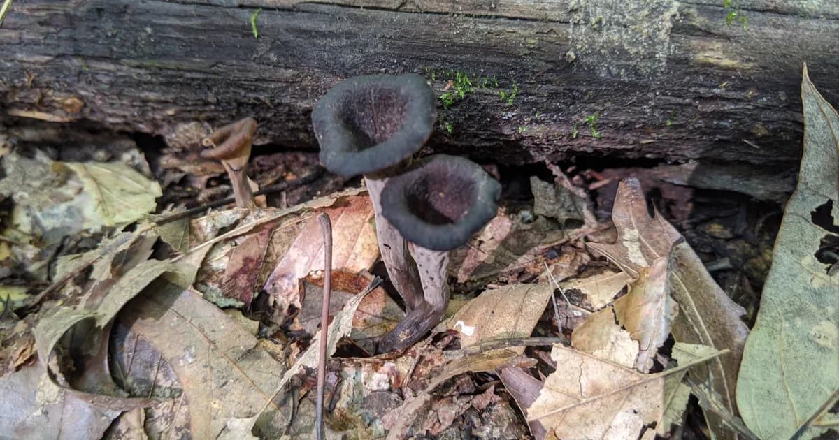 Black Trumpet (Craterellus fallax) in Alabama habitat
