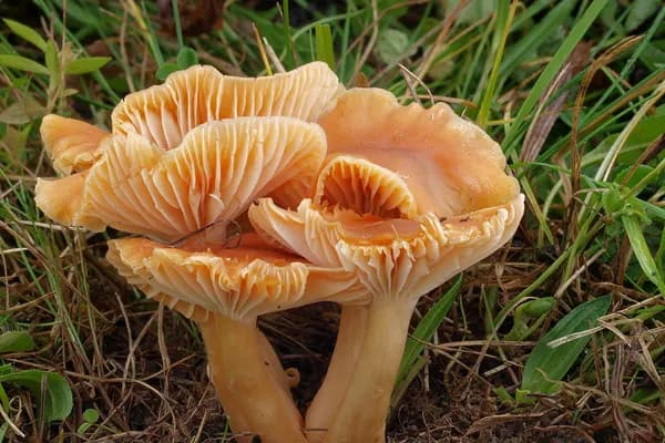Meadow Waxcap (Cuphophyllus pratensis) in New Jersey habitat