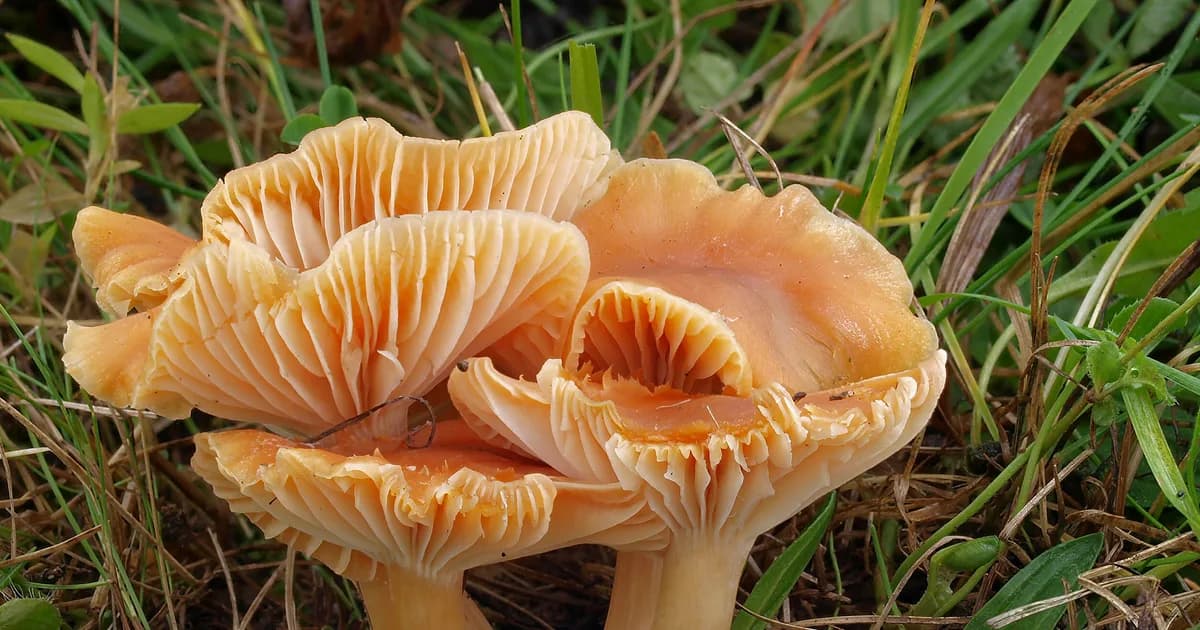 Meadow Waxcap (Cuphophyllus pratensis) in Pennsylvania habitat