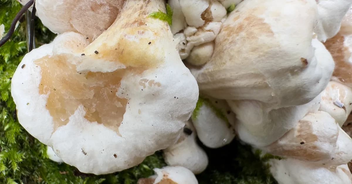 Shrimp of the Woods (Entoloma abortivum) in Pennsylvania habitat