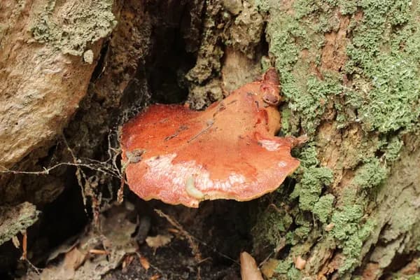 Beefsteak Fungus (Fistulina hepatica) in Pennsylvania habitat