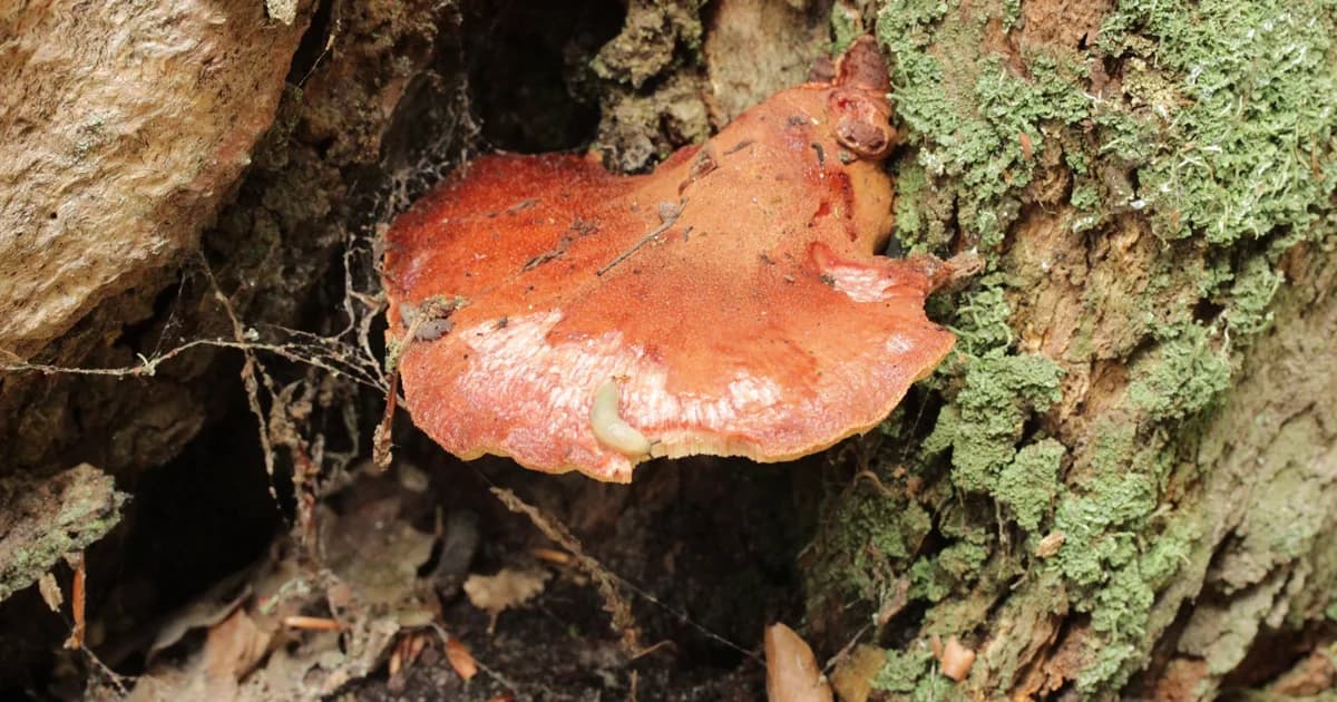 Beefsteak Fungus (Fistulina hepatica) in Pennsylvania habitat