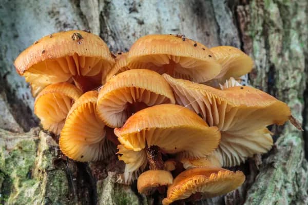 Velvet Foot (Flammulina velutipes) in New Jersey habitat