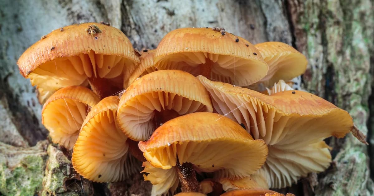 Velvet Foot (Flammulina velutipes) in Pennsylvania habitat