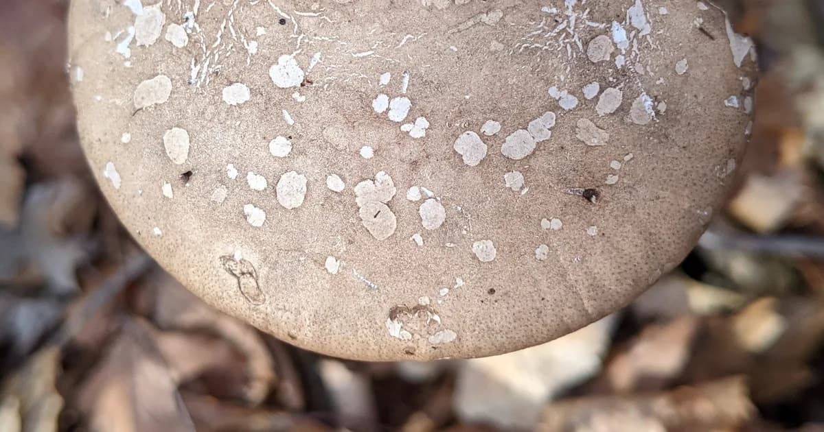 Birch Polypore (Fomitopsis betulina) in Idaho habitat
