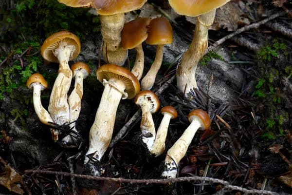 Deadly Galerina (Galerina marginata) in New Jersey habitat