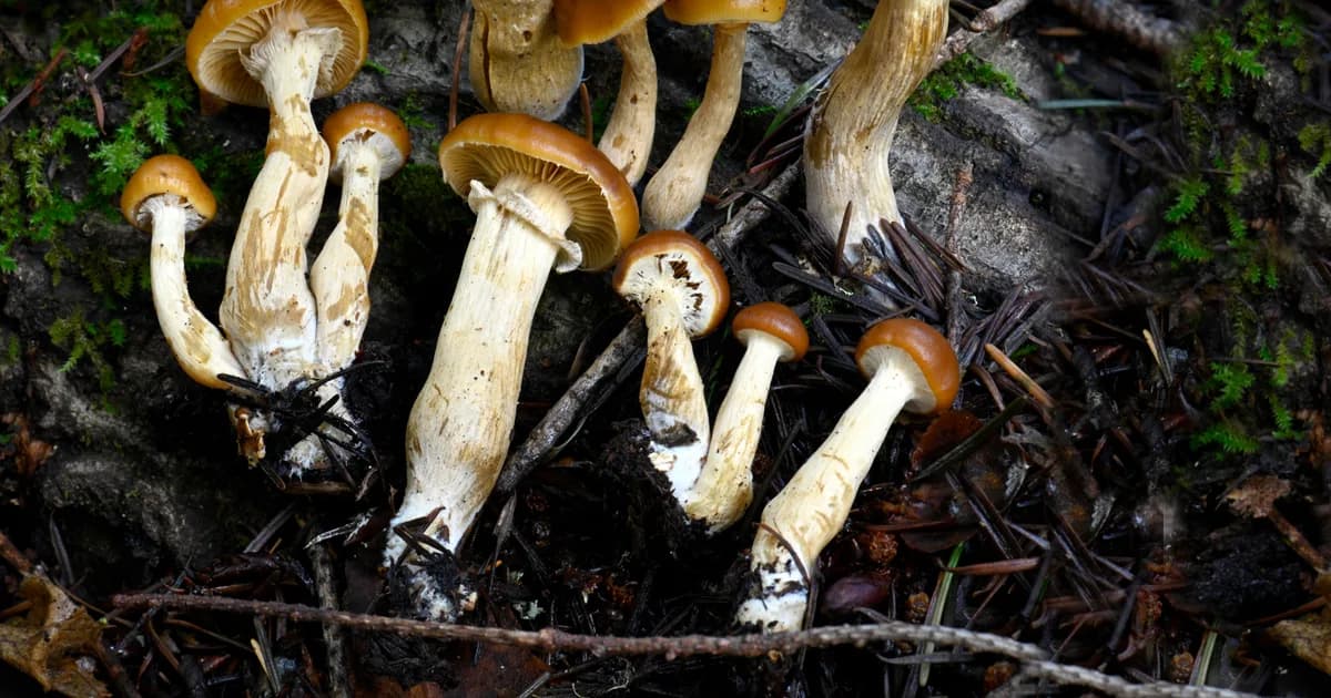 Deadly Galerina (Galerina marginata) in Pennsylvania habitat