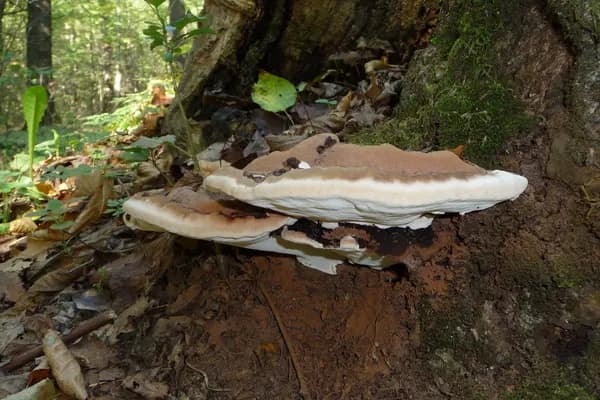 Artist's Conk (Ganoderma applanatum) in Kentucky habitat