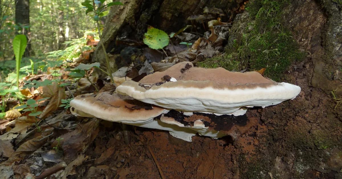 Artist's Conk (Ganoderma applanatum) in Pennsylvania habitat