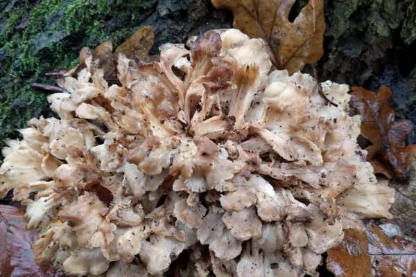 Hen of the Woods (Grifola frondosa) in Pennsylvania habitat
