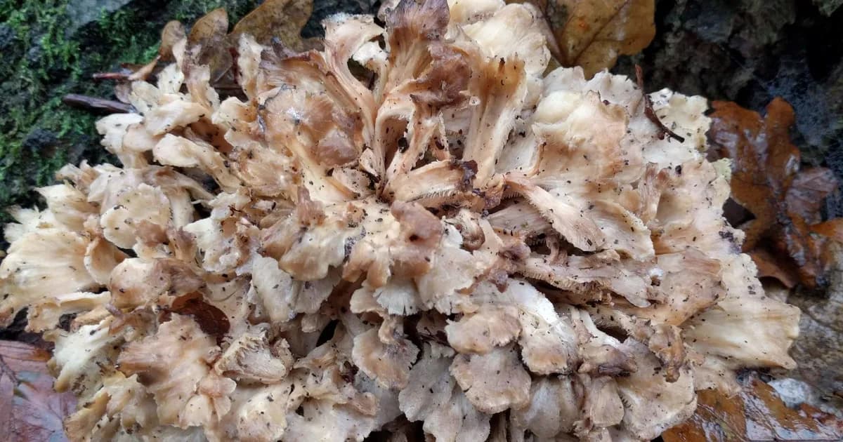 Hen of the Woods (Grifola frondosa) in Pennsylvania habitat