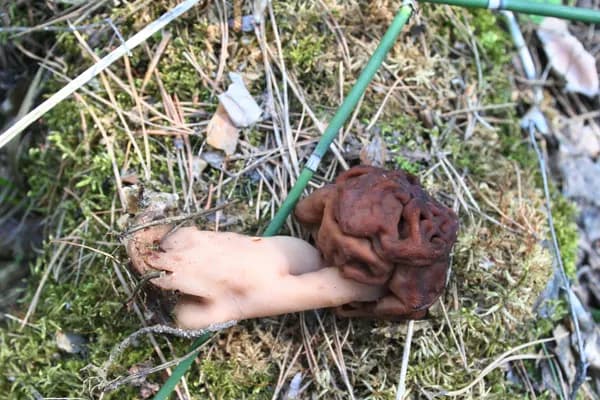 False Morel (Gyromitra esculenta) in Connecticut habitat