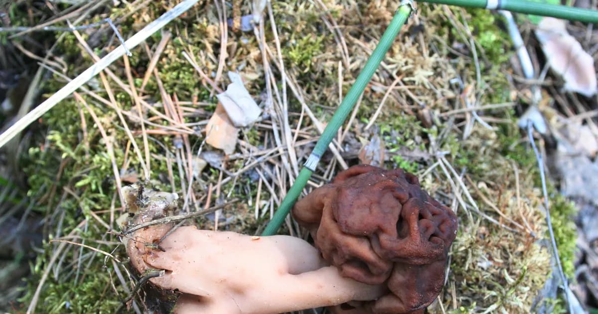 False Morel (Gyromitra esculenta) in New Hampshire habitat