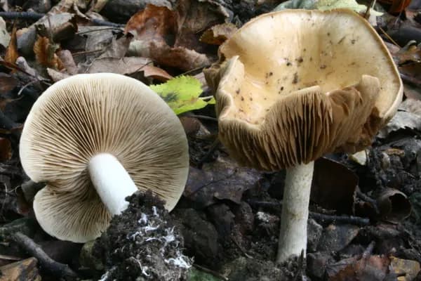 Poison Pie (Hebeloma crustuliniforme) in Pennsylvania habitat