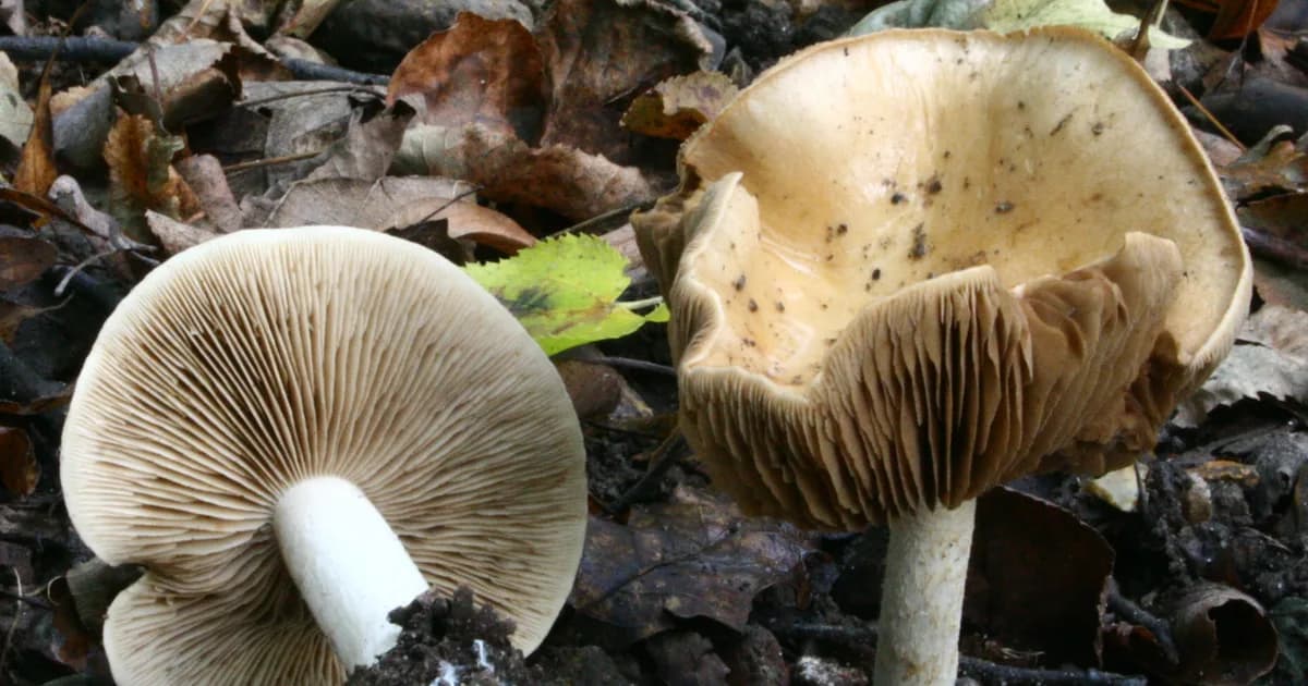 Poison Pie (Hebeloma crustuliniforme) in Pennsylvania habitat