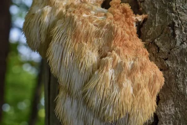 Bear's Head Tooth (Hericium americanum) in Pennsylvania habitat