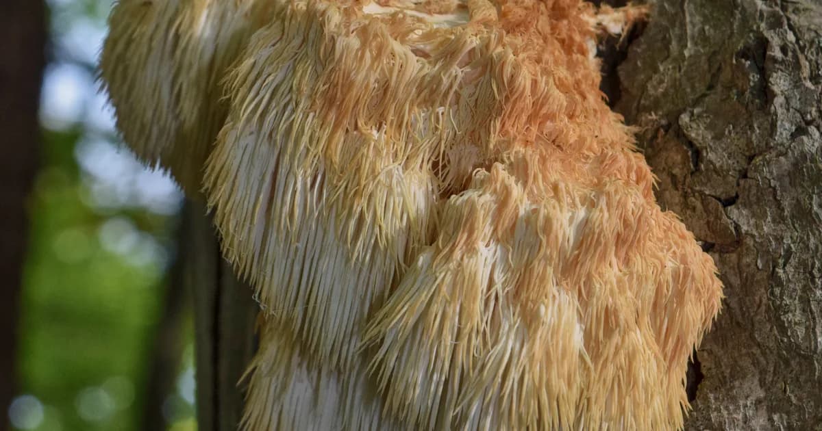 Bear's Head Tooth (Hericium americanum) in Pennsylvania habitat