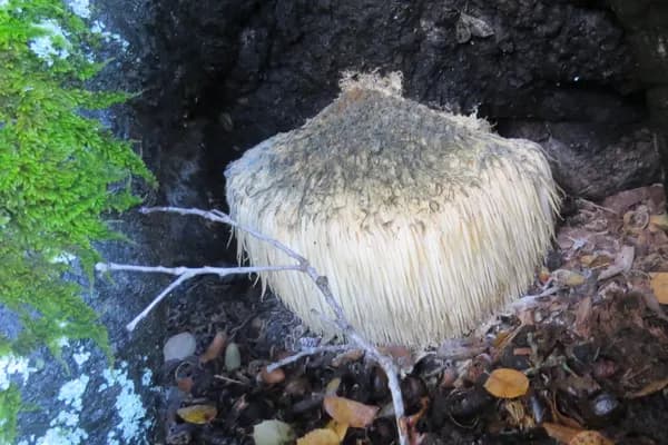 Lion's Mane (Hericium erinaceus) in Pennsylvania habitat