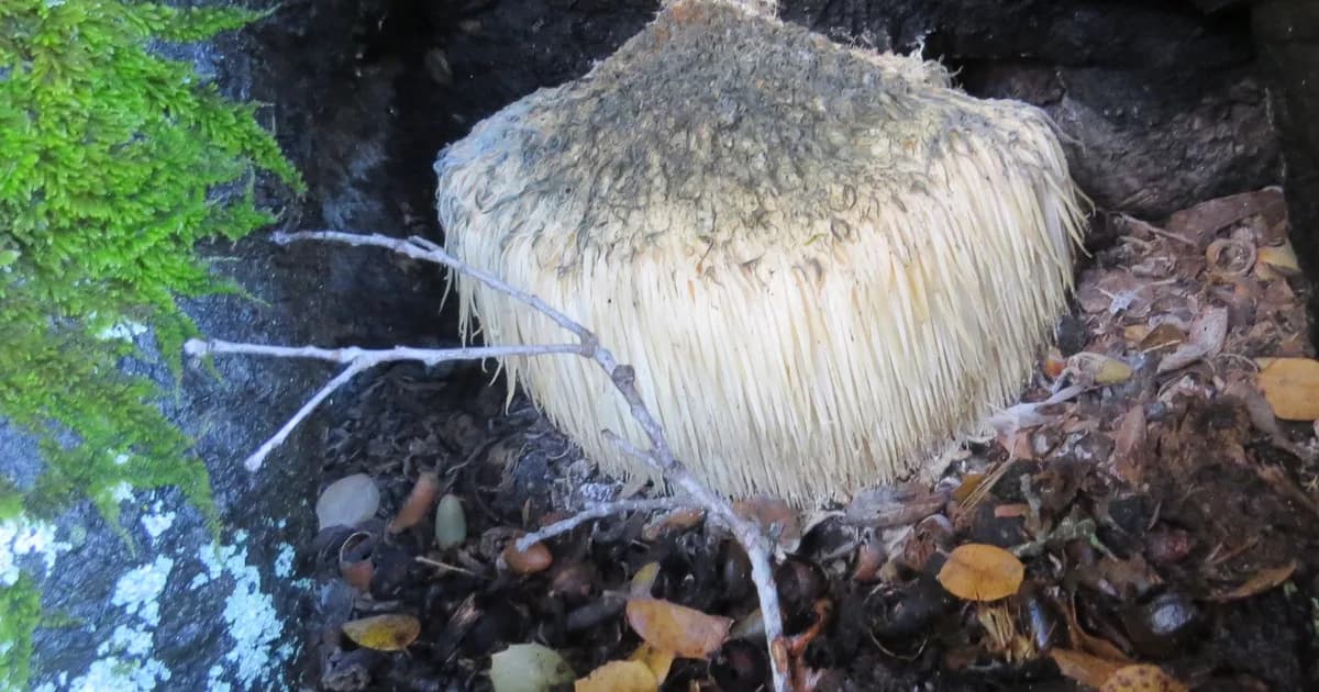 Lion's Mane (Hericium erinaceus) in Pennsylvania habitat